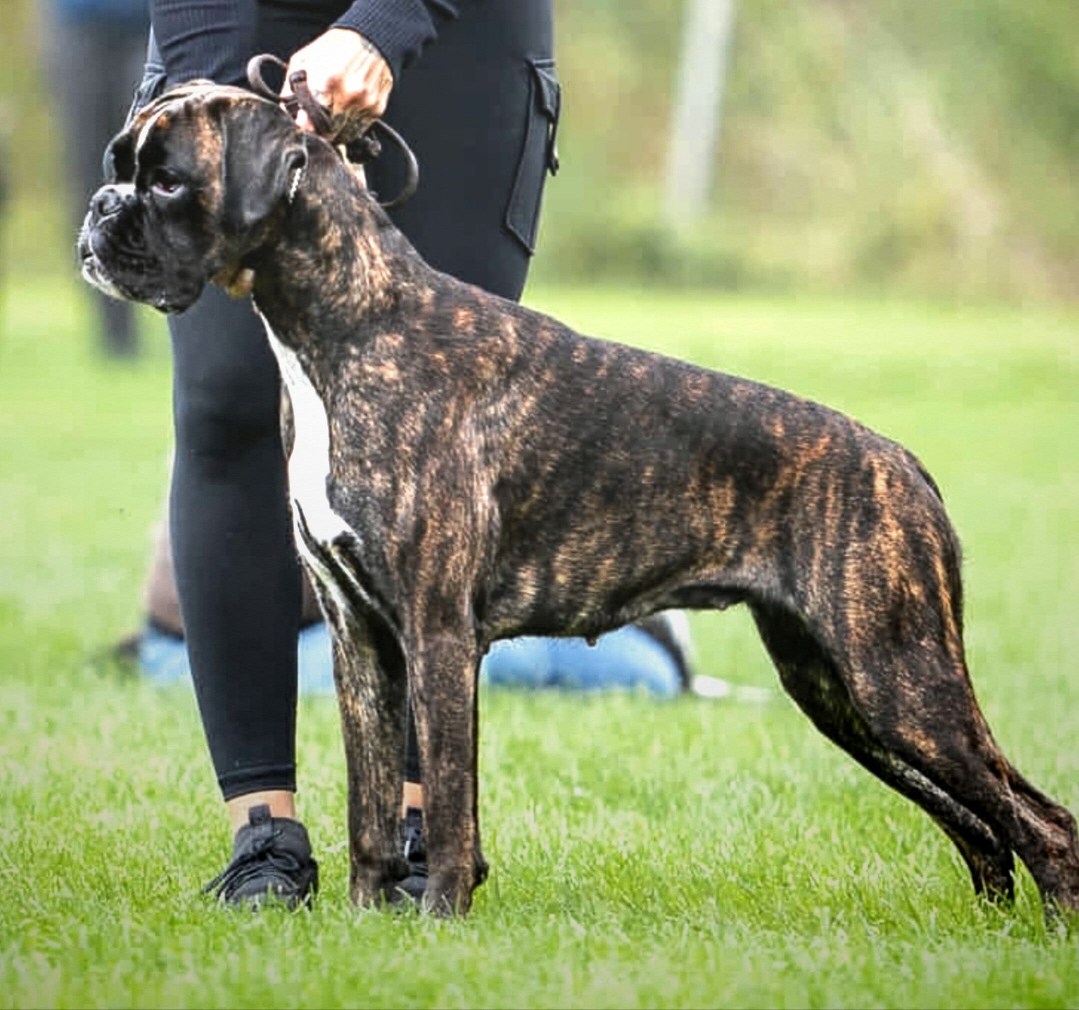 FI JCH, EE JCH P. Marbella " Bella "  kuva: S. Riihiluoma