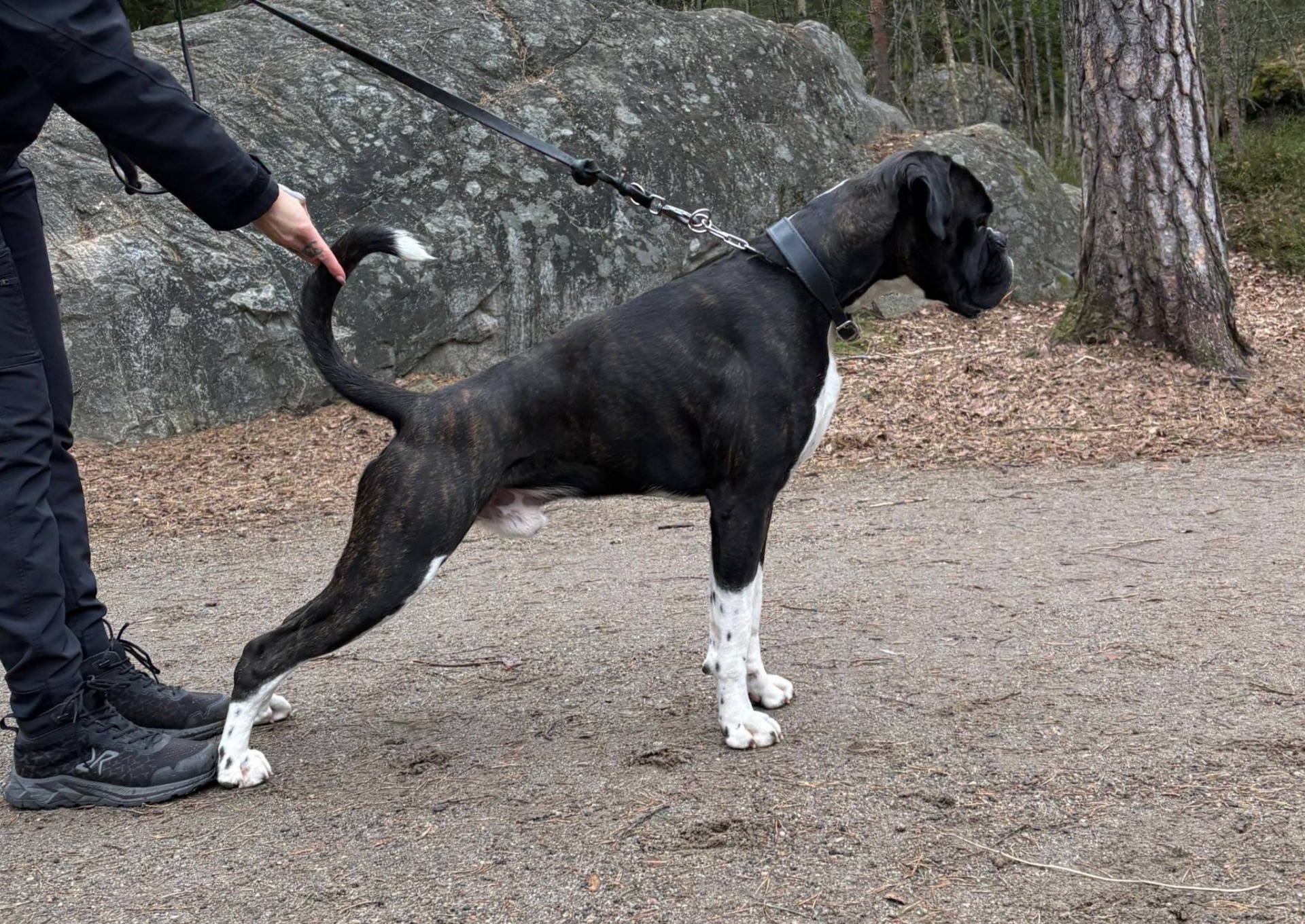 P. Star Warrior " Domi"