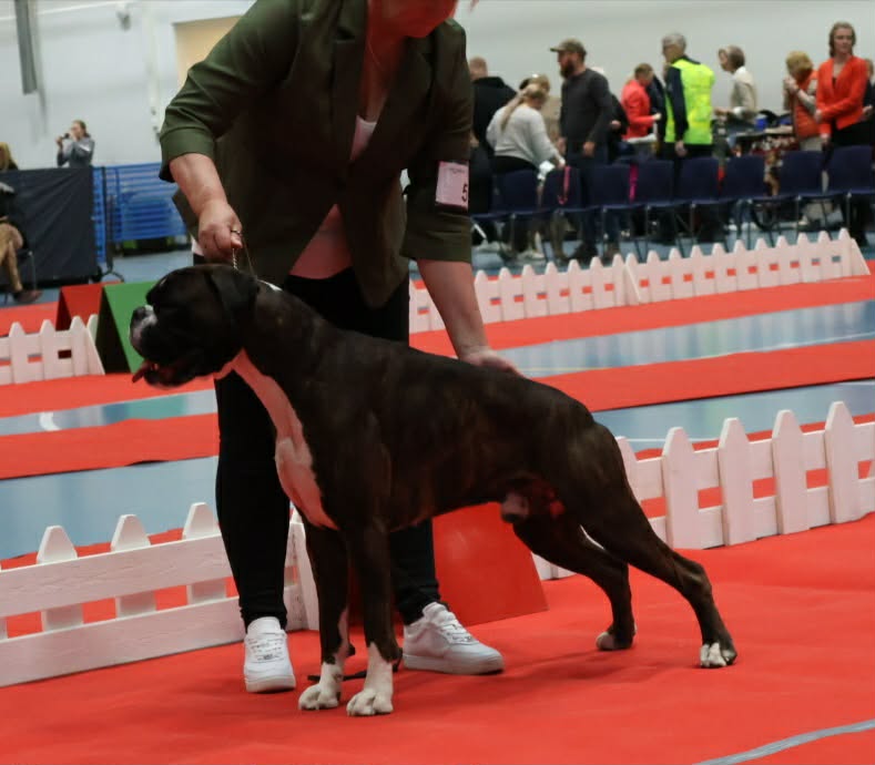 EE JCH, FI JCH P. Bilbao